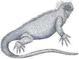 Iguana Divider