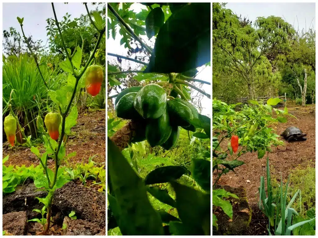 The kitchen gardens at Galapagos Safari Camp