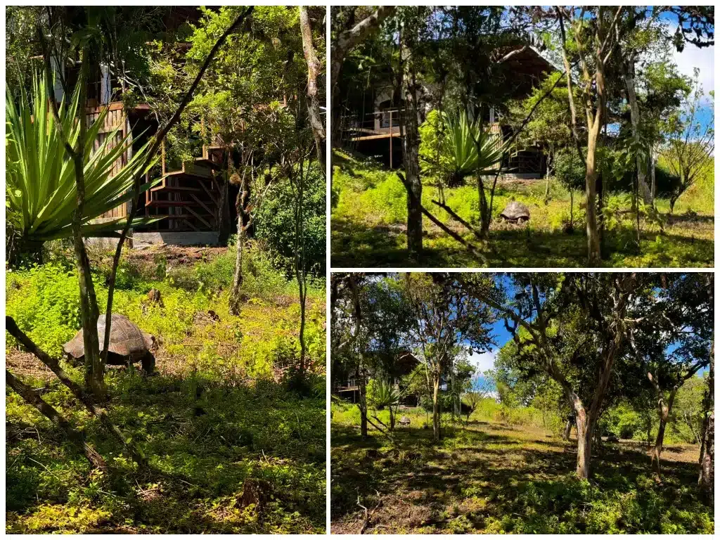 A giant tortoise approaches the Family Suite at Galapagos Safari Camp