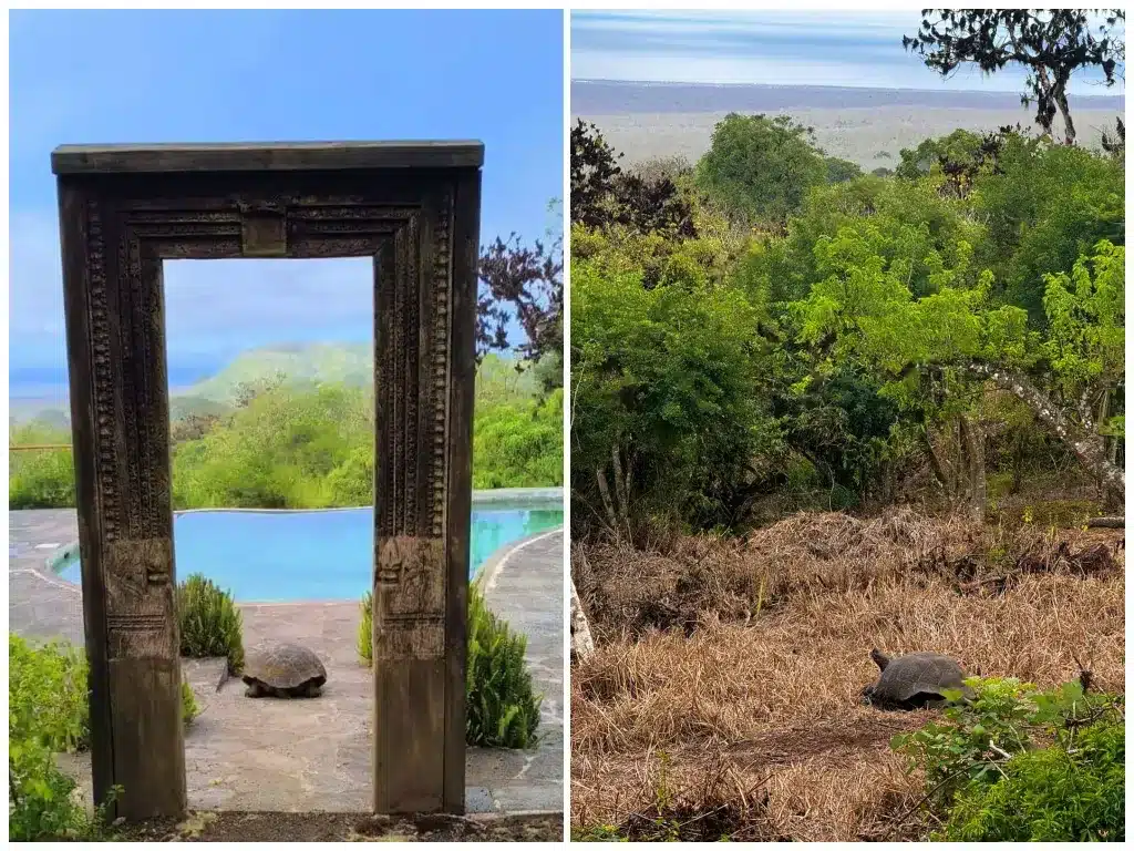 Giant tortoises are often seen at Galapagos Safari Camp in June