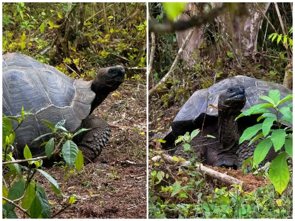 Giant Tortoises