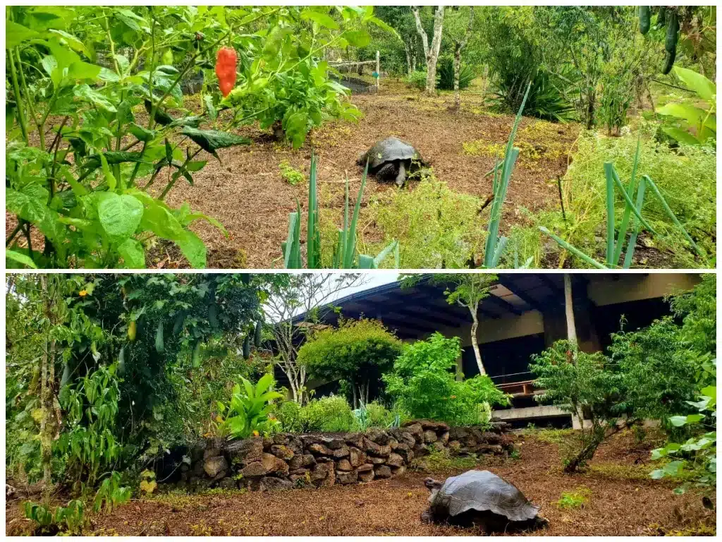 A giant tortoise shuffling through the Camp's kitchen gardens