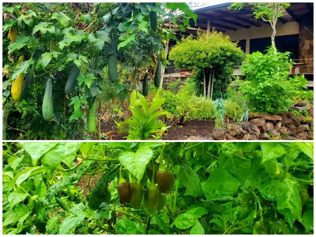 The kitchen gardens at Galapagos Safari Camp