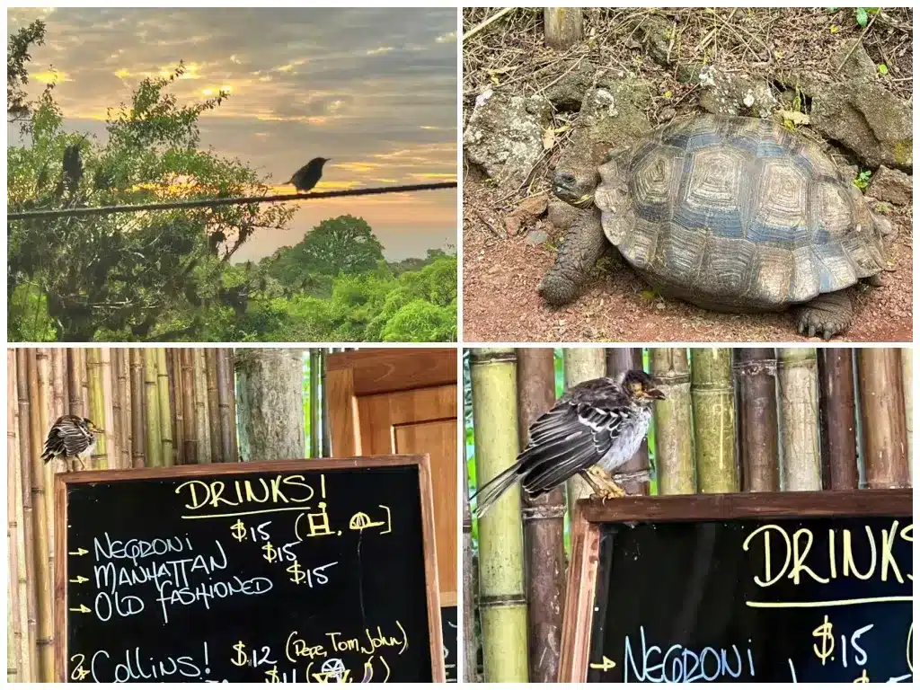 Galapagos finch, galapagos tortoise, galapagos mockingbird