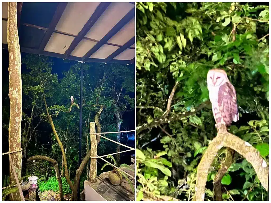 Galapagos barn owl, pictured outside our main lodge