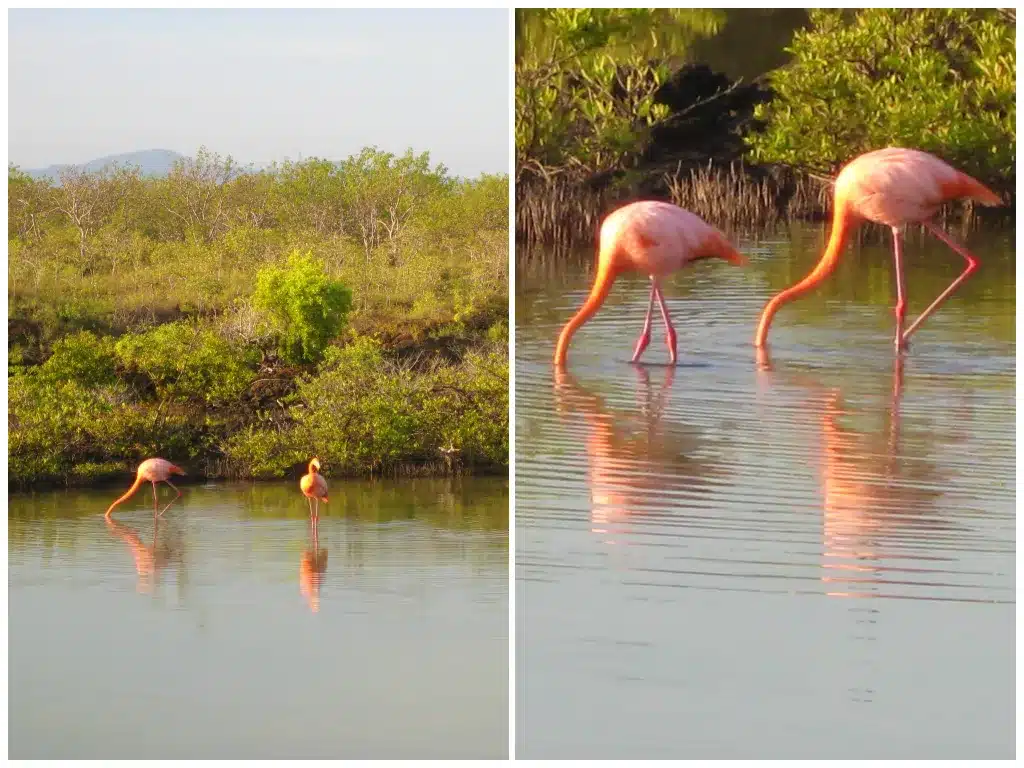 Galapagos in June - flamingos