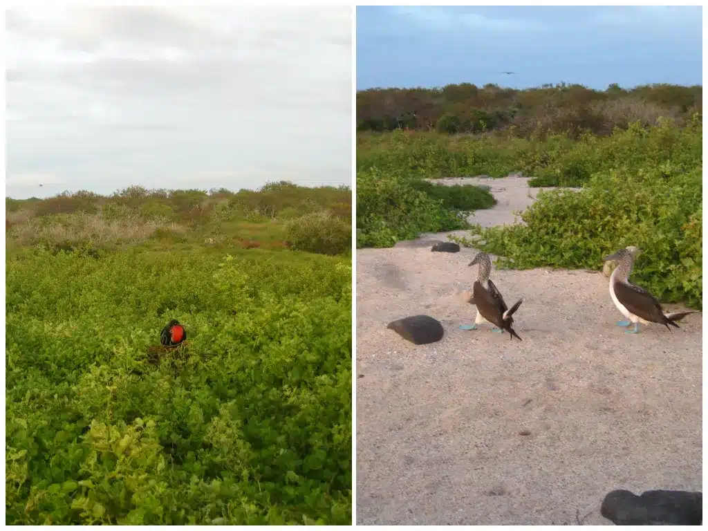 Frigatebird (left) and blue-footed boobies (right) - galapagos in June