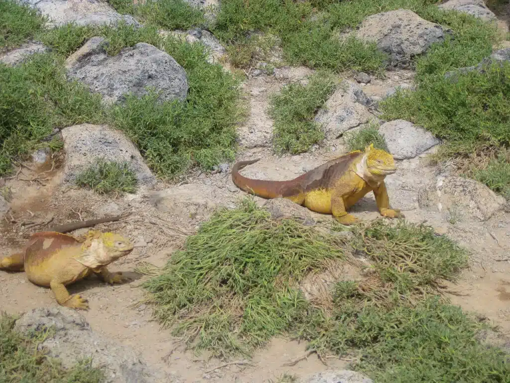 galapagos in june - land iguanas