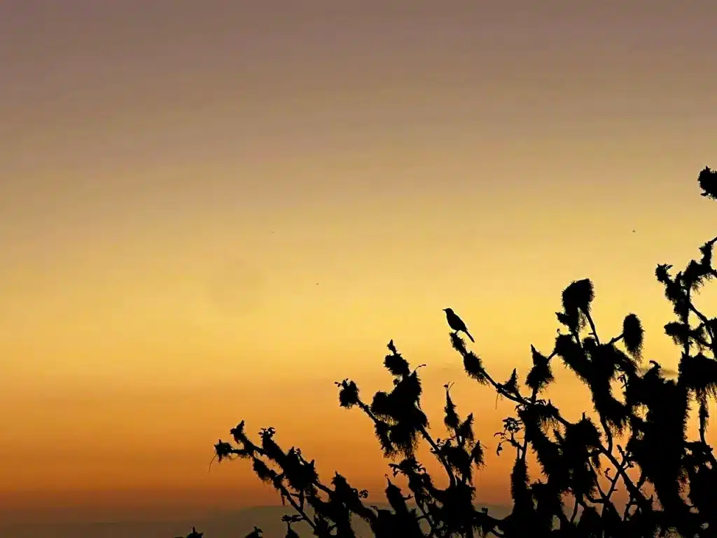 At Galapagos Safari Camp, your alarm call is the sweet song of mockingbirds at dawn