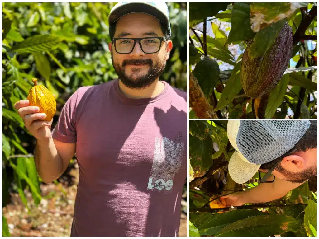 Galapagos cacao harvest 2024