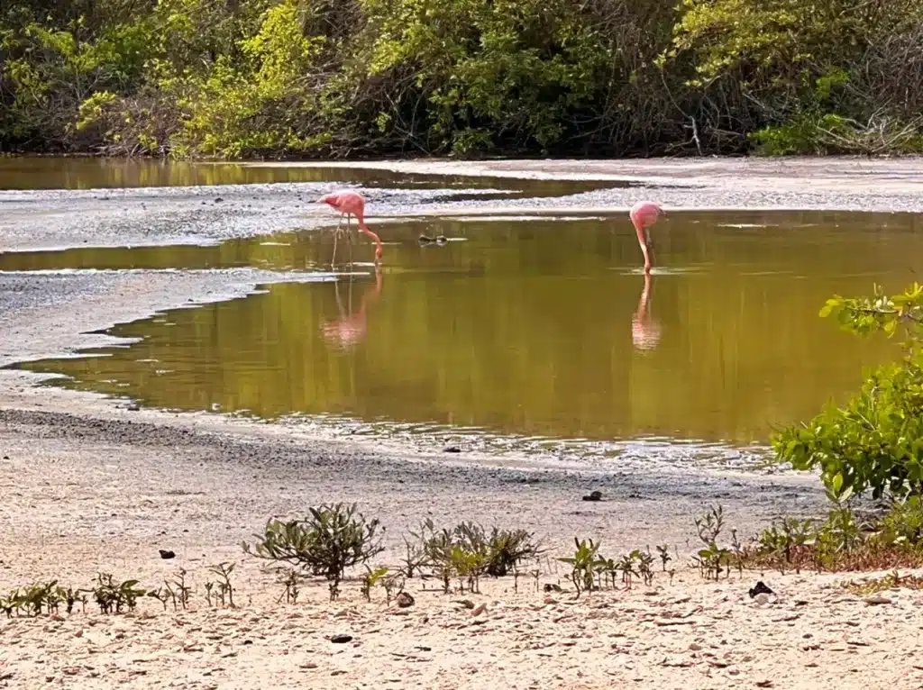 American flamingo in Galapagos (August)