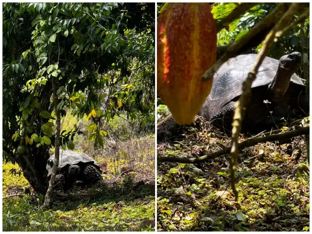 Galapagos giant tortoise are frequently seen at Camp in August