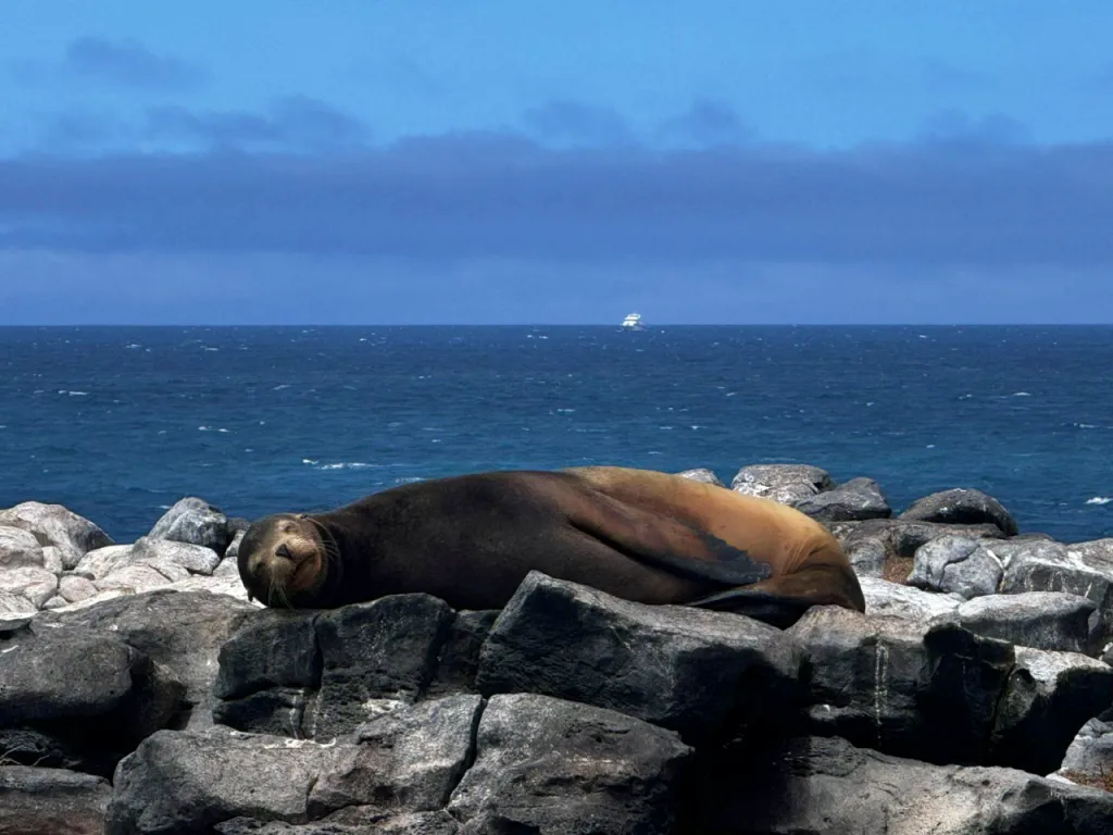 A Galapagos sea lion basking under the August sun