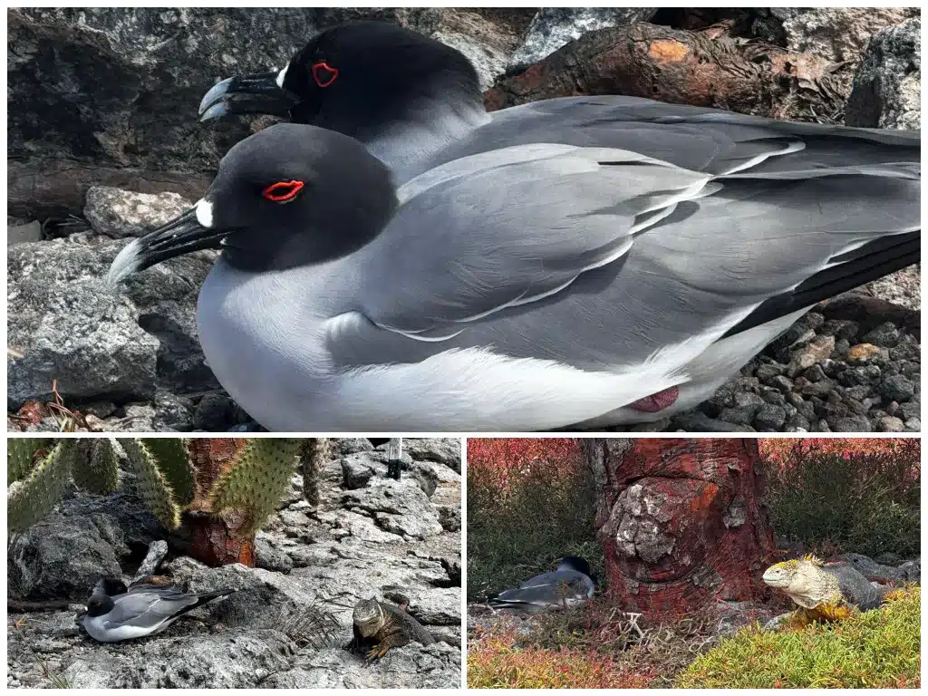 Galapagos in august: Swallow-tailed gull and a land iguana