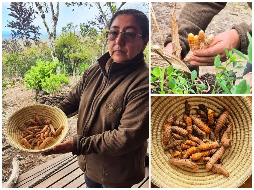 Harvesting curcuma (or turmeric) from our kitchen gardens