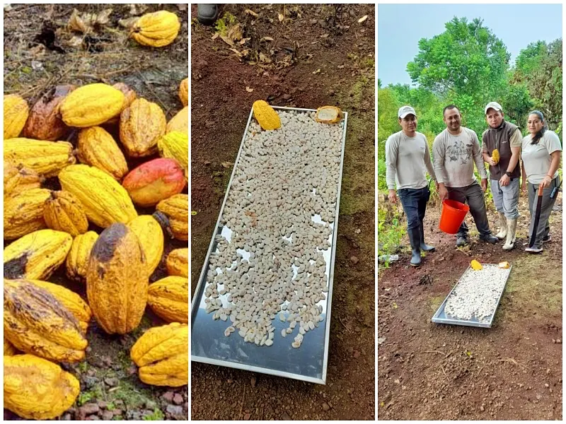 The cacao beans are laid out to dry under the equatorial sun of the Galapagos Islands