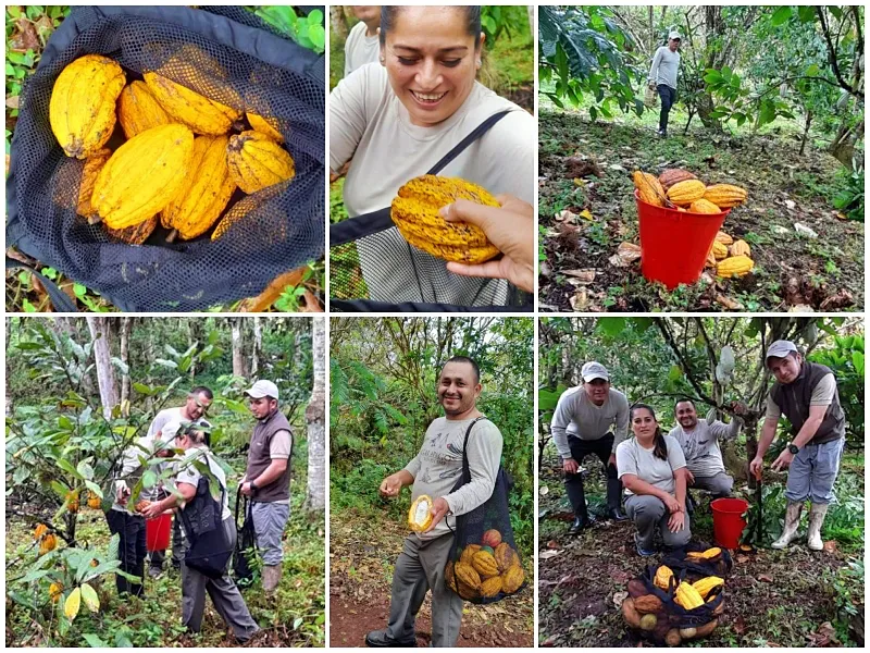 The August cacao harvest at Galapagos Safari Camp