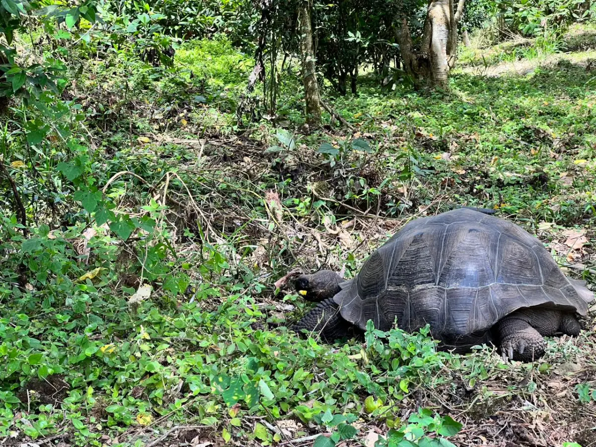 Giant tortoises at Galapagos Safari Camp, beginning their annual migration to the lowlands