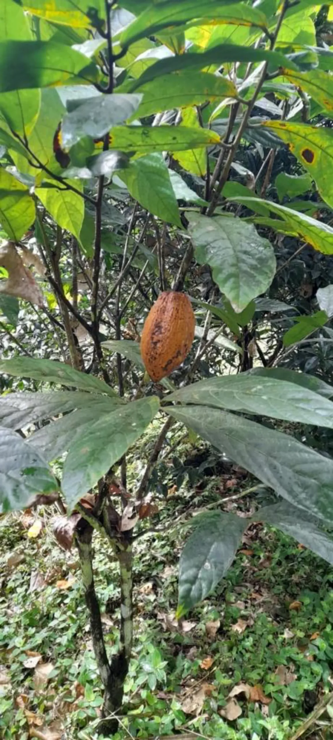 Cacao grown at Galapagos Safari Camp