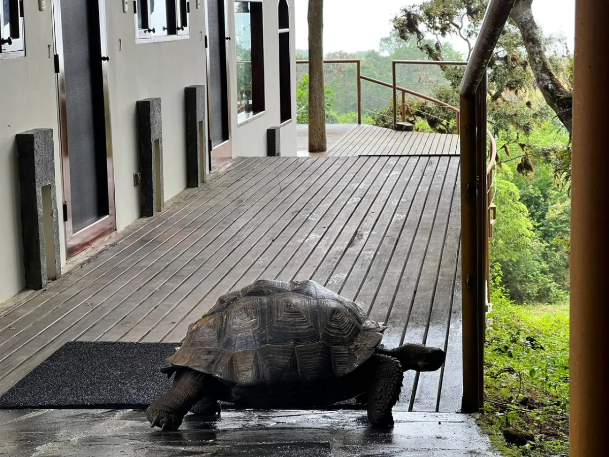 Galapagos in July: A giant tortoise strolls past our Family Suite at camp.