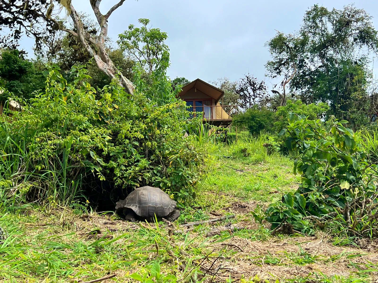 Giant tortoises are often at Galapagos Safari Camp in September