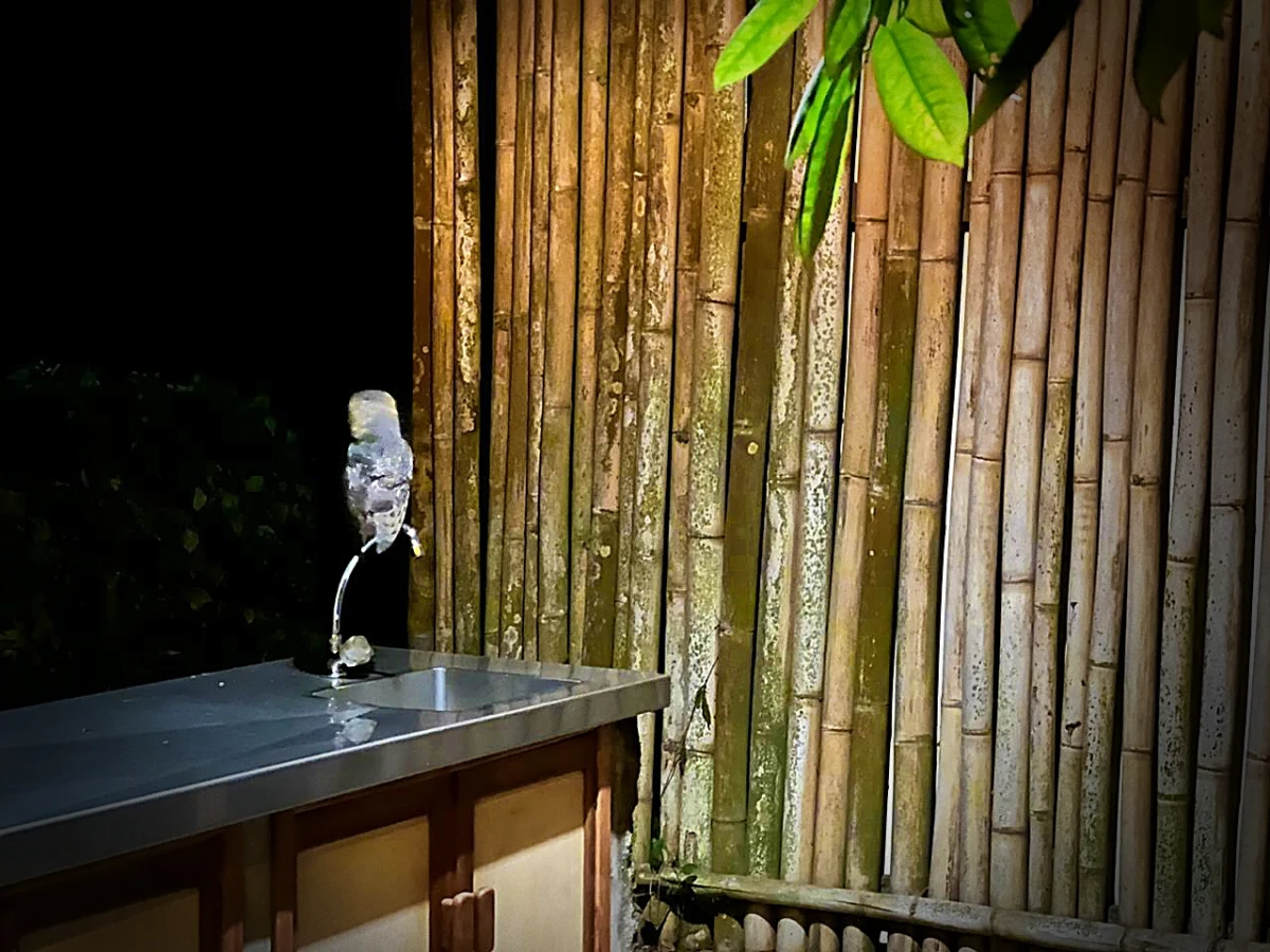 A Galapagos barn owl on the kitchen sink. At Galapagos Safari Camp in October.