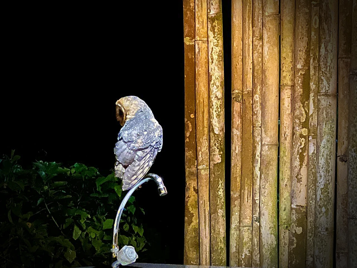 Galapagos in October: a Galapagos barn owl at Galapagos Safari Camp