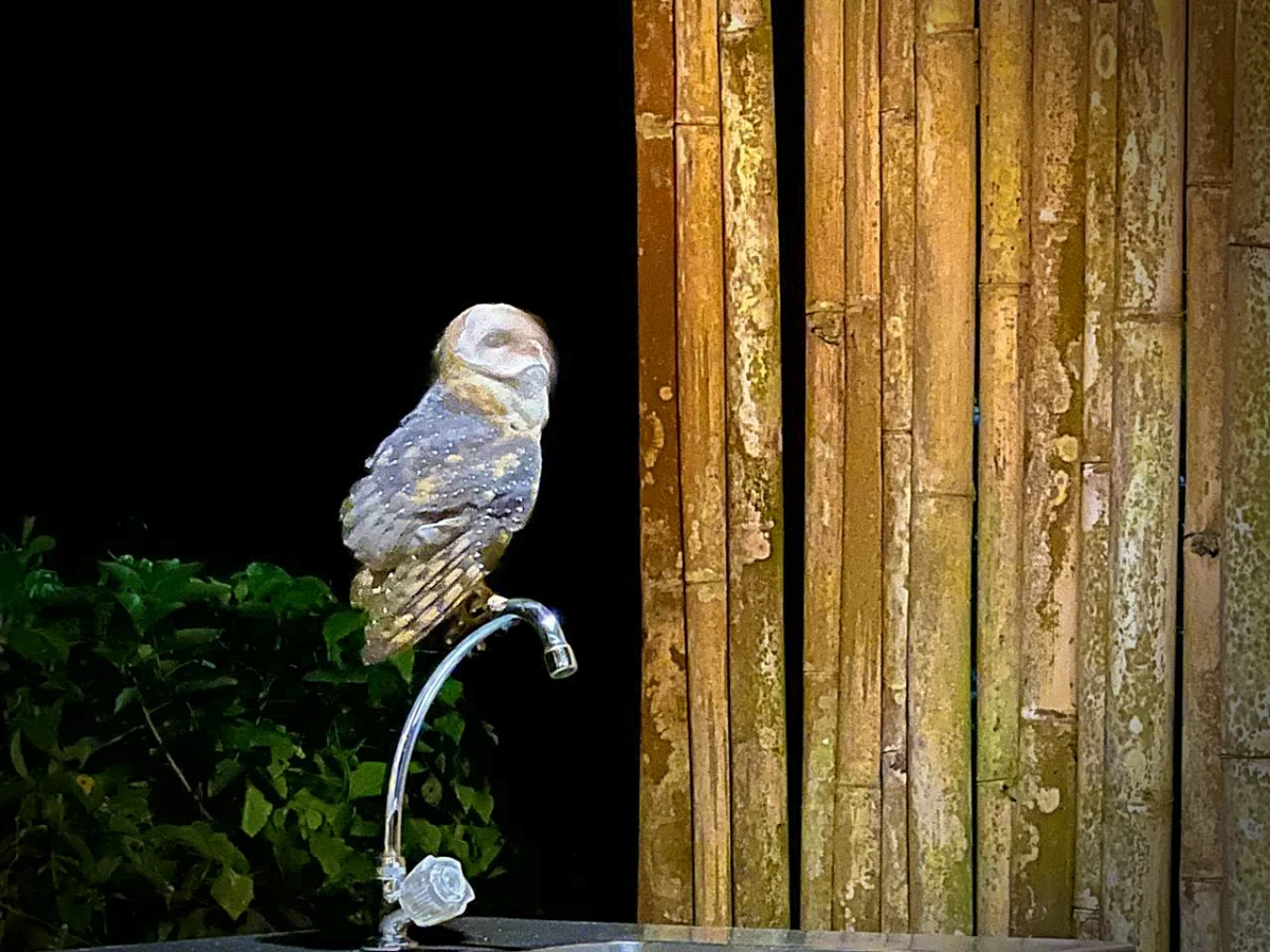 Galapagos in October: a Galapagos barn owl at Galapagos Safari Camp