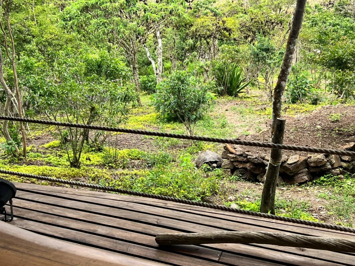 A giant tortoise outside the main lodge at Galapagos Safari Camp (October)