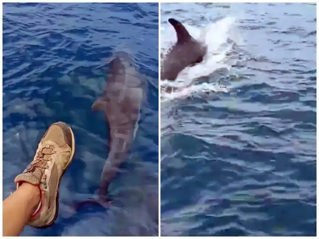 Galapagos in November - Dolphins trailing the boat