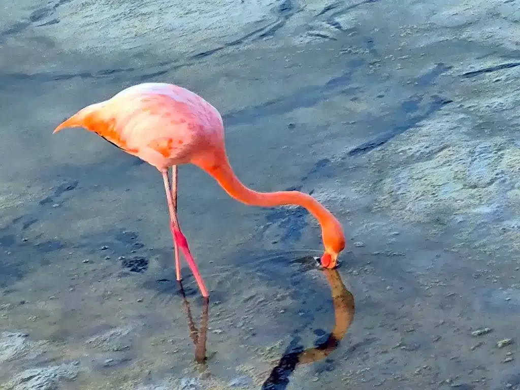 The American flamingo