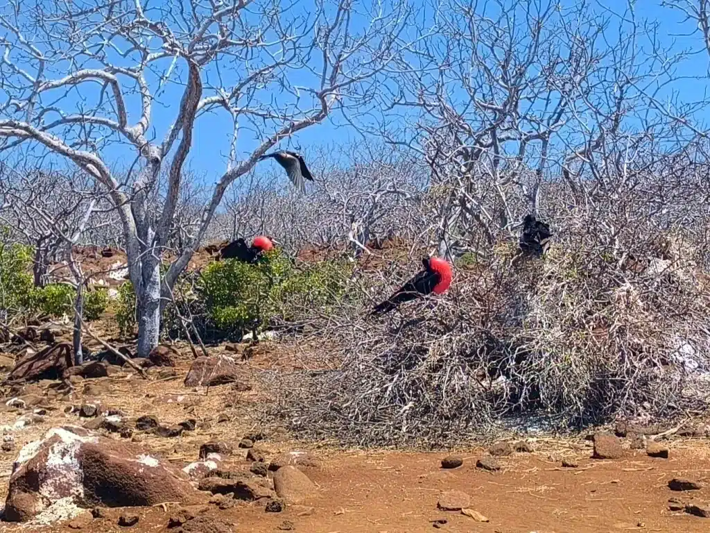 Galapagos in November - frigatebirds