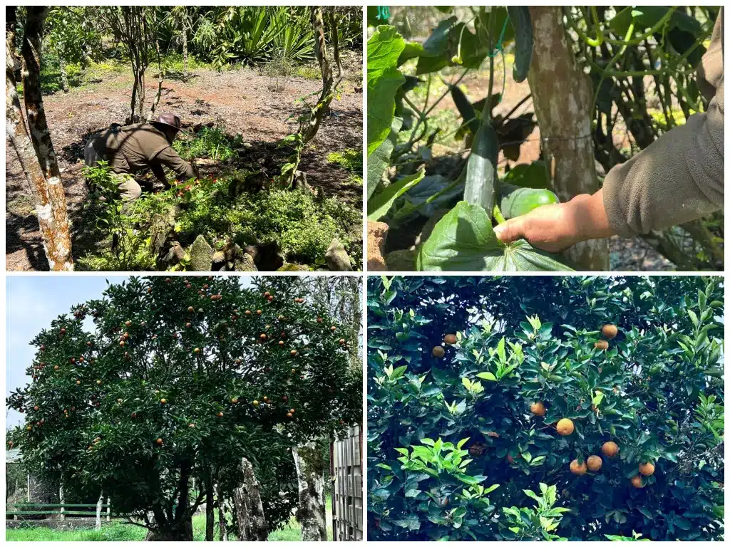 The kitchen gardens at Galapagos Safari Camp