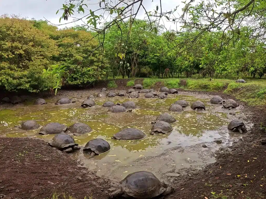 Giant tortoises in the highlands of Santa Cruz (November)