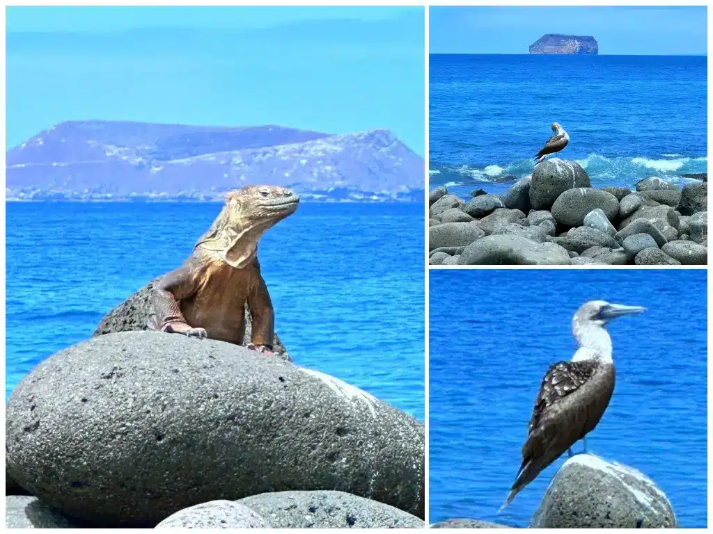 Galapagos land iguana and blue footed booby
