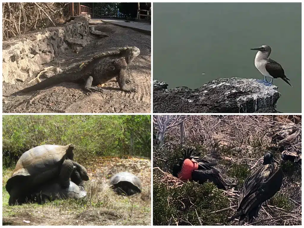 marine iguana, blue-footed booby, giant tortoises, frigatebirds