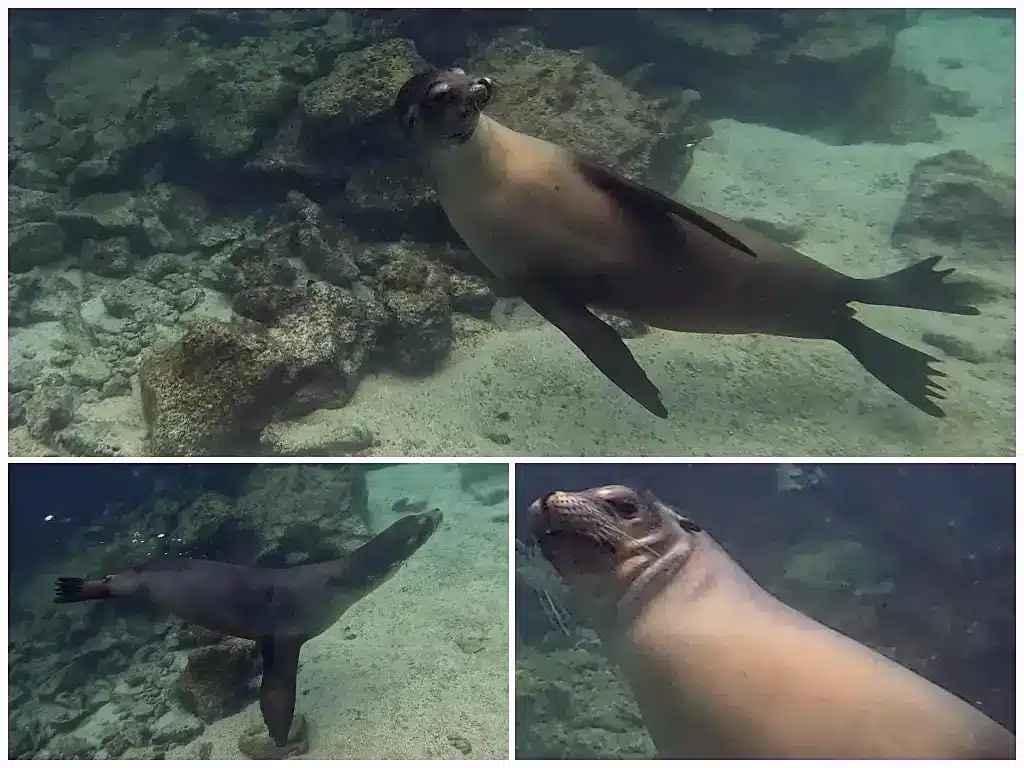 Playful Galapagos sea lions