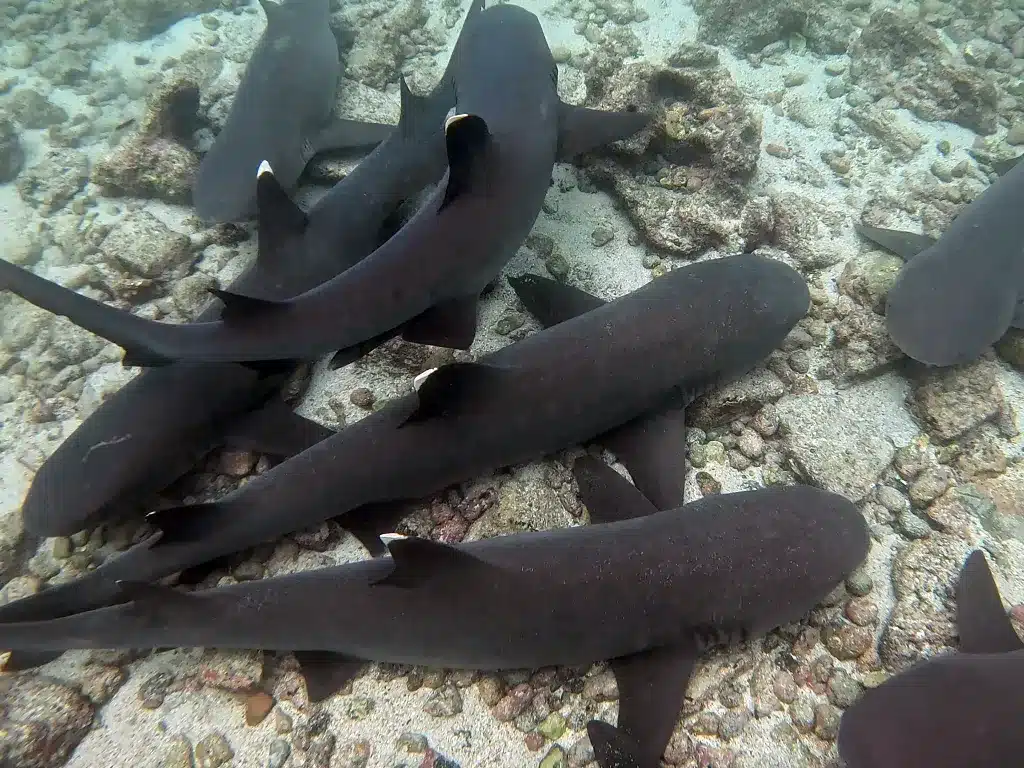 White tipped reef sharks