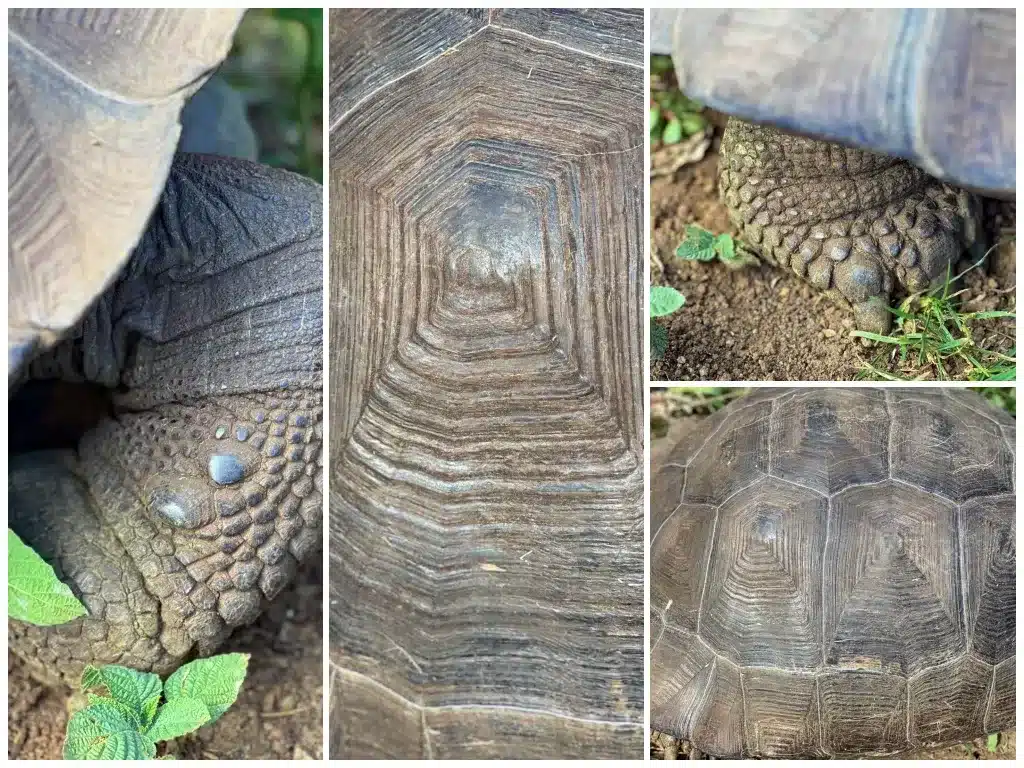 Galapagos giant tortoise