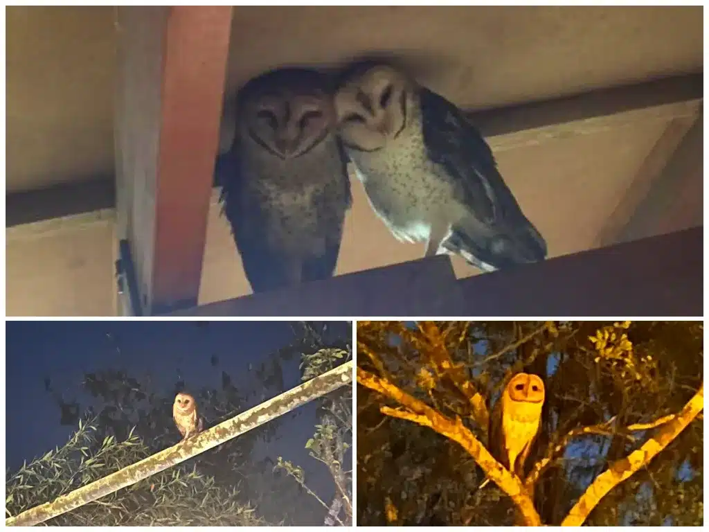 Galapagos barn owls at Galapagos Safari Camp. Pictured in November