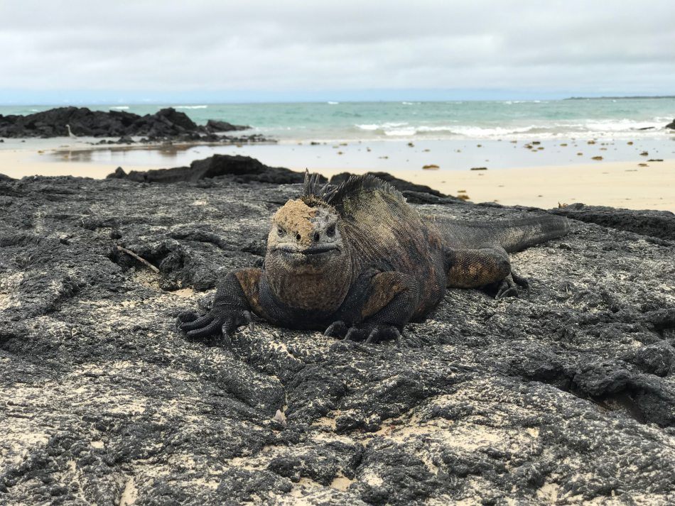 Galapagos wildlife experiences: The marine iguana