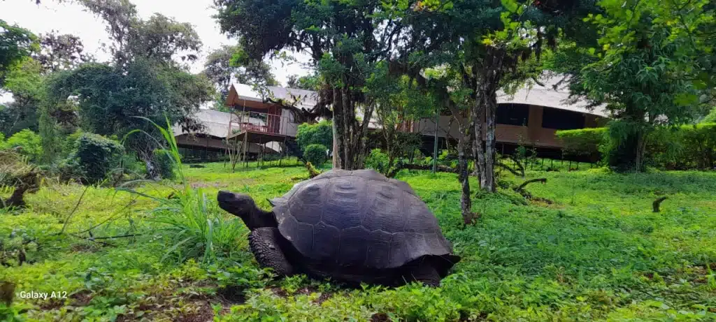Galapagos giant tortoises at Galapagos Safari Camp