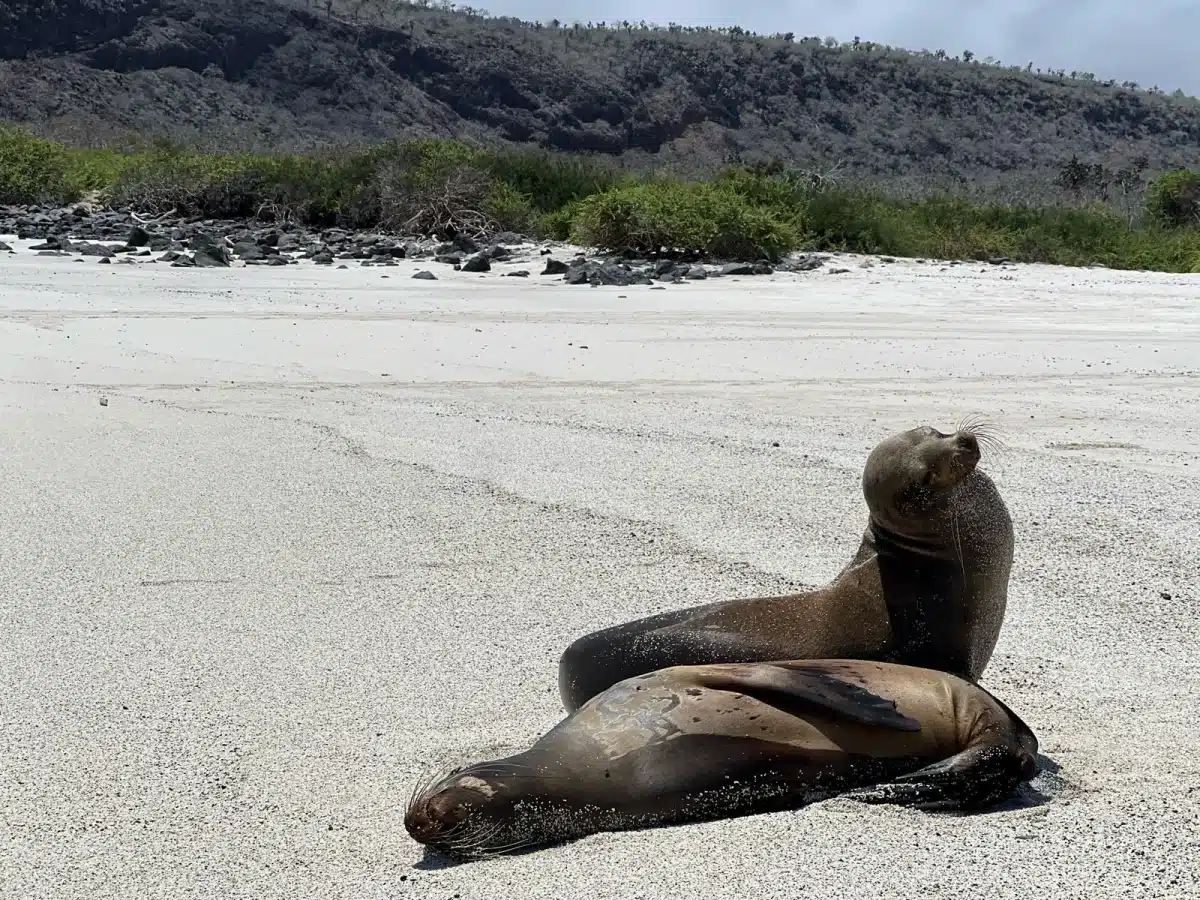 Sea lions basking on Santa Fe Island (Galapagos in February)