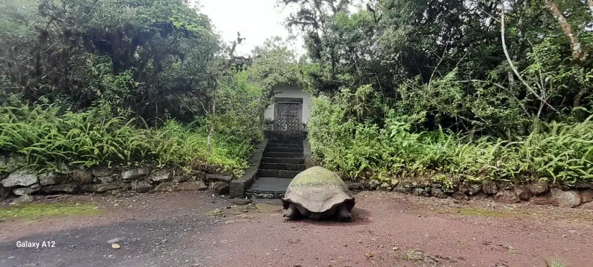 A giant tortoise approaches Galapagos Safari Camp