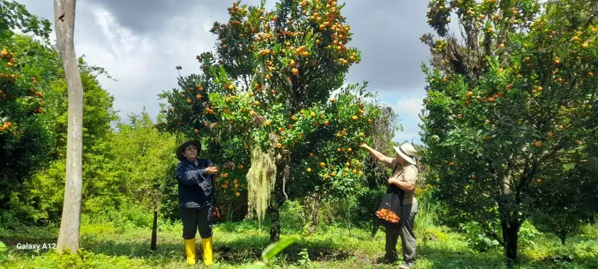 Harvesting mandarins in February for breakfast jams and juice at Galapagos Safari Camp