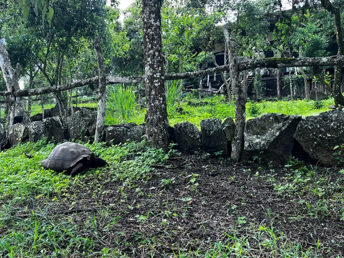 A giant tortoise outside the main lodge of Galapagos Safari Camp
