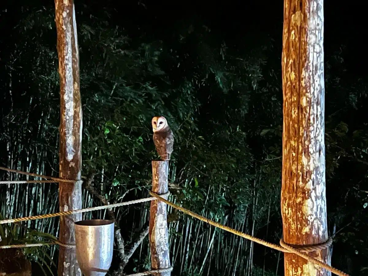 A barn owl takes shelter from the rain in our main lodge