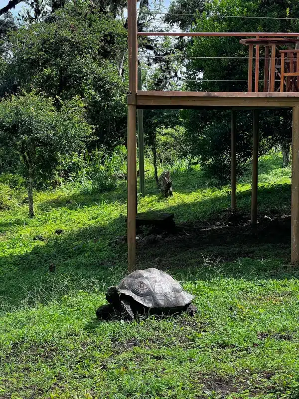 Giant tortoises are often seen grazing under the Safari tents at Galapagos Safari Camp