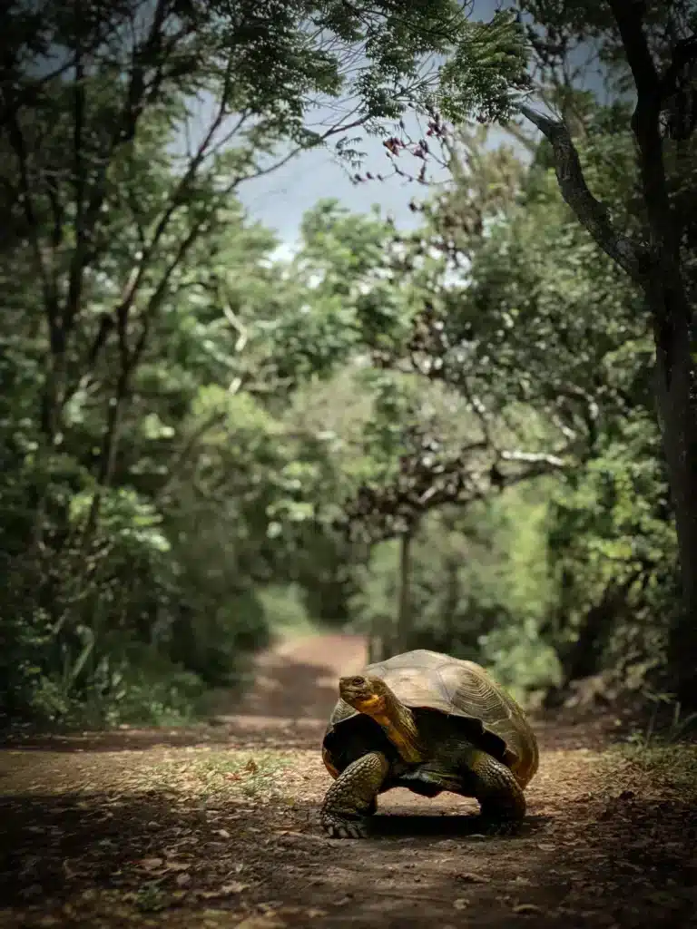Galapagos giant tortoise, at Galapaos Safari Camp, photo taken in January