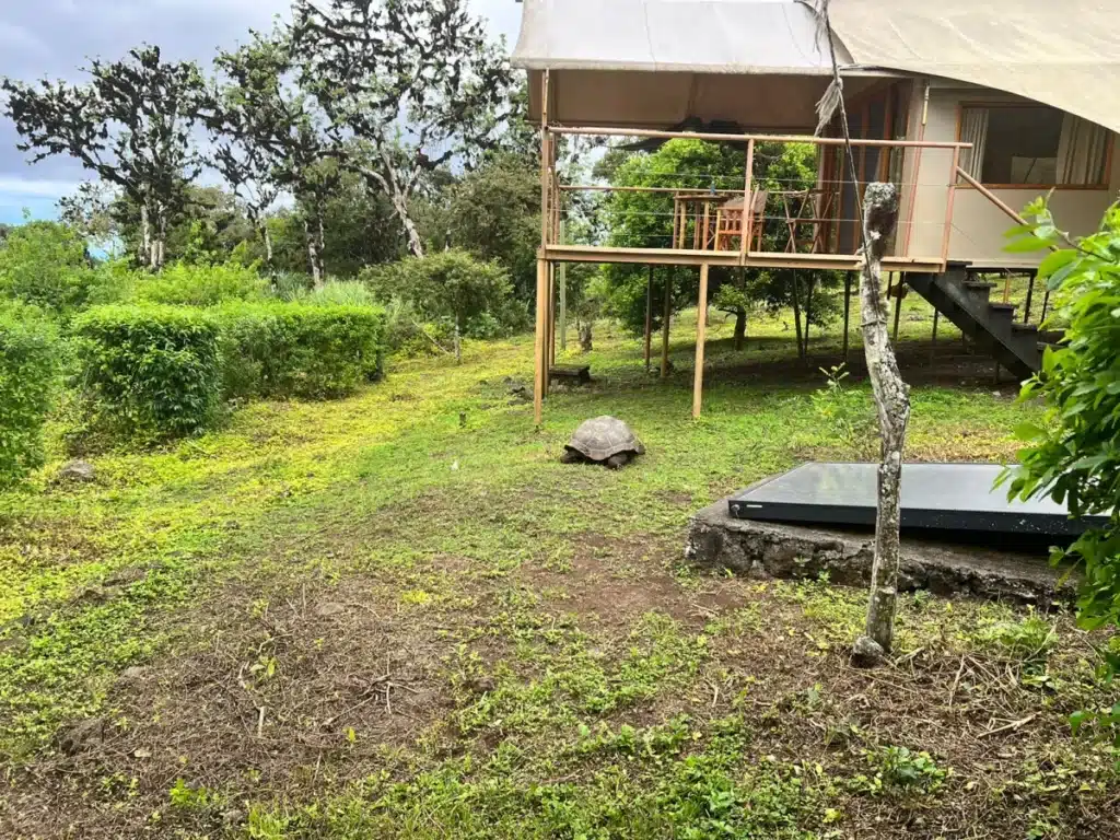 Giant tortoise under a Safari Tent, Galapagos Safari Camp
